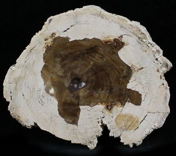 Petrified Ash Wood Slab - McDermitt, Oregon #24237